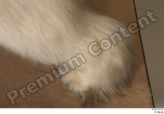 Polar bear foot 0010.jpg